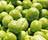 Pea